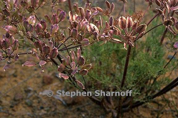 lomatium sp seeds graphic